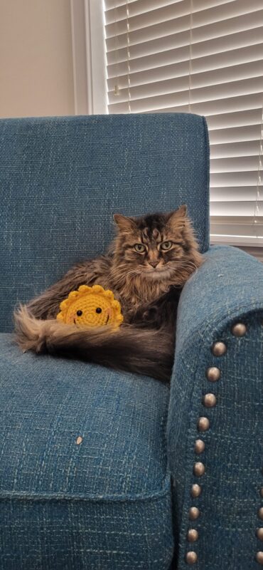 Cat in Boise, ID with their Sun